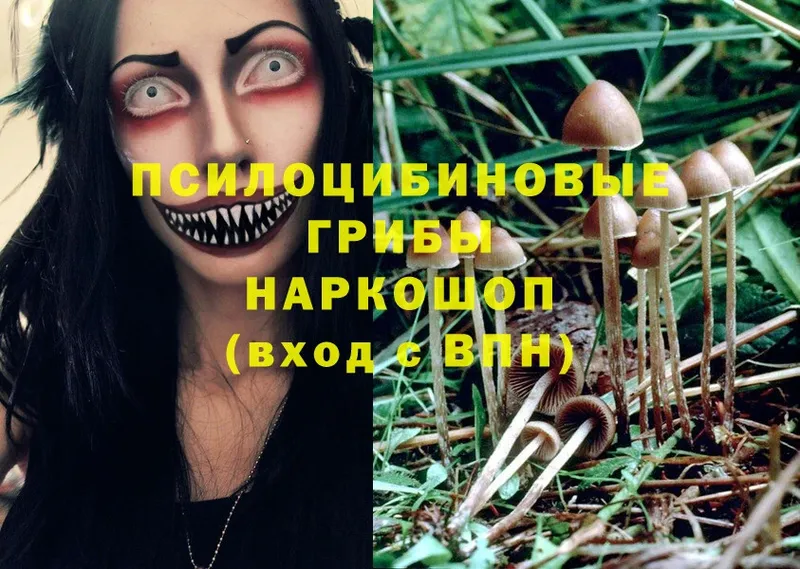 Псилоцибиновые грибы MAGIC MUSHROOMS  hydra tor  Егорьевск 